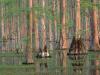 Cypress Trees, South Carolina